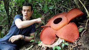 Adaptations Rafflesia Arnoldii