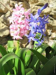 Quelques Fleurs De Mon Jardin Dans La Bulle De Manou En 2020 Jardins Fleurs Jardin Provencal