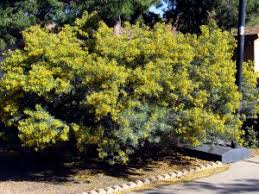 Image result for Cassia angolensis