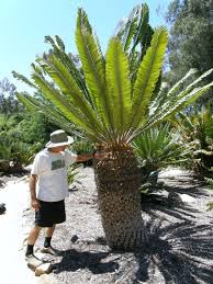 Image result for Encephalartos transvenosus