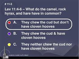 They are ceremonially unclean for these animals chew the cud but do not have divided hoofs. Lev 11 3 Of What Kind Of Animals Could The Children Of Israel Eat Ppt Download