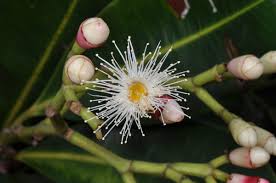 Image result for Syzygium cumini