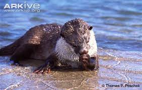 African Clawless Otter Photo Aonyx Capensis G34831 Arkive Otters Mammals Cute Animals