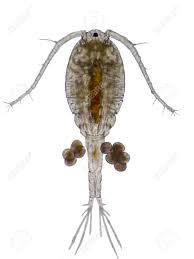 Questo gambero è molto piccolo e si trova specialmente nel mantovano. Immagini Stock Copepod Zooplancton E Un Gruppo Di Piccoli Crostacei Presenti Nell Ambiente Marino E Nell Acqua Dolce Image 74959748