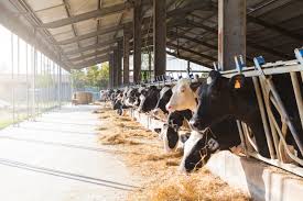 Allevamento di bovini e bufale da latte, produzione di latte crudo. Dal Campo Alla Stalla Da Latte Iz Informatore Zootecnico