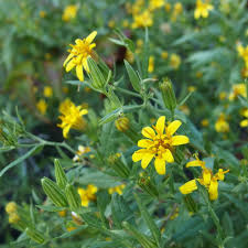 Image result for Tridactyle filifolia