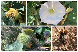 Image result for Datura