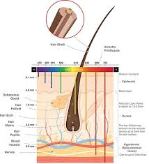 With such positive results from laser hair removal, i decided to try ideal images cool sculpting. Hair Removal Laser Technology Liquid Fiber Optic Laser Diode Get Quote Rfq Price Or Buy