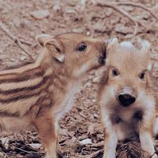 Little Boar On Instagram Sibling Love Is The Biggest Love With A Few Exceptions Littleboar Childrenswear Siblings Love Big Love Boar Siblings