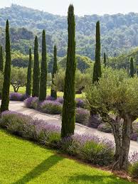 Cypres Oliviers Lavandes Provence En 2020 Jardin Mediterraneen Beaux Jardins Terrasse Amenagement Paysager