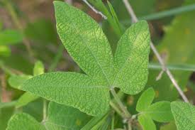 Image result for Dalechampia capensis