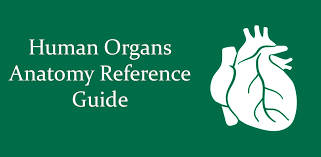 When you build your app, the build tools remove these attributes so there is no effect on your apk size or runtime behavior. Human Organs Anatomy Reference Guide 1 0 4 Apk For Android Apk App Store