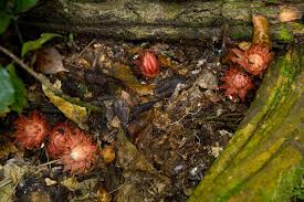 Image result for Thonningia