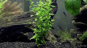 Price list of malaysia aquarium products from sellers on lelong.my. Best Aquarium Plants 21 Popular Plants For A Home Aquarium