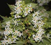 Tree Of The Month Har Singar The Night Flowering Jasmine Trees To Plant Jasmine Tree Indoor Gardening Kit
