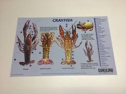 Crayfish Dissection Chart Cba 093