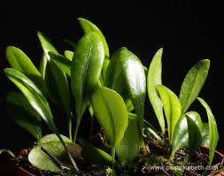 Image result for Pyrrosia