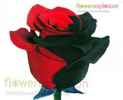 See more ideas about flowers, red flowers, beautiful flowers. Black Red Tinted Roses