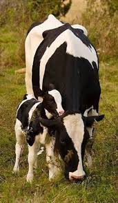 Black And White Cow Breeds Australia Pin By Phyllis Brandon On Country Black Cute Cows Cow Baby Cows