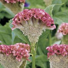 Bombay Pink Cockscomb Seeds Flower Seeds Flower Farm Beautiful Flowers