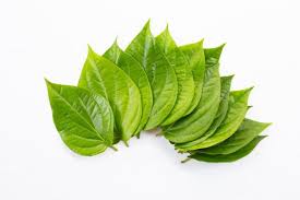 Daun sirih sendiri memang memiliki banyak manfaat terutama bagi kesehatan. Dikenal Punya Banyak Manfaat Air Rebusan Sirih Paling Ampuh Untuk Mengatasi Masalah Kewanitaan Bagaimana Caranya Semua Halaman Nakita