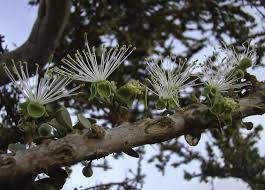 Image result for Maerua