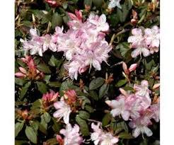 Rhododendron Ginny Gee Planter Planteskole