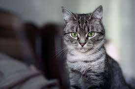 They have a short snappy hard coat and deep expressive eyes. American Shorthair Cat S Best