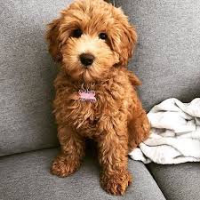 Mini Goldendoodle Mini Goldendoodle Puppies Goldendoodle Puppy Mini Goldendoodle