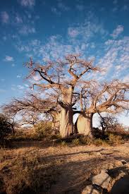 Botswana Be Inspired By Unspoilt Wilderness Massive Baobab Trees Populate The Fringe Areas Of The Makgadikgadi Pan And Unique Trees Nature Tree Baobab Tree