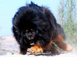 Most Expensive Dog Large Dog Breeds Dangerous Dogs Dog Breeds