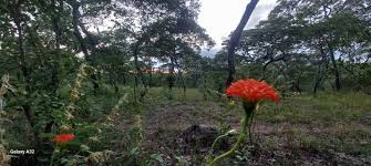 Image result for Hypericophyllum compositarum