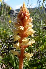 Image result for Orobanchaceae