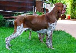 Image result for italský krátkosrstý ohař