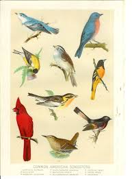 Birds Of Eastern North America Puzzle North American Song Birds 1907 Vintage Edwardian Ornithology Lithograph Natural History Illustration Bird Prints Vintage Bird Illustration Vintage Birds