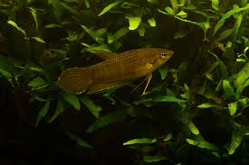 Since betta fish are so popular we have given them their own category here at ac tropical fish. Betta Enisae Wikipedia