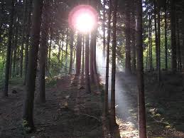 forrest Free Photo Download