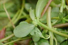 You can also use purslane as a topical remedy for irritated skin and help wounds heal faster. Edible Weeds 101 The Health Benefits Of Purslane