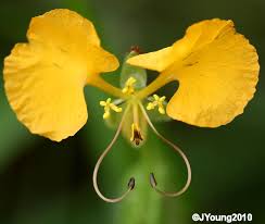 Image result for Commelina nigritana