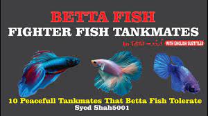 Chanoides to 12.5 cm (5 in) in the akar betta (b. Betta Fish Tankmates Hindi Fighterfishtankmates Youtube