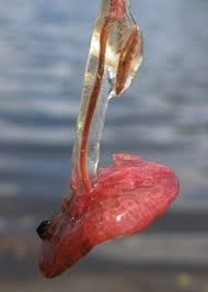 Image result for Brasenia