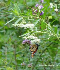 Image result for Gomphocarpus glaucophyllus