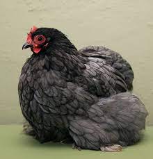 The cochin chicken is a tremendously popular hen with backyard chicken keepers and enthusiasts. Pin On Chicken Love
