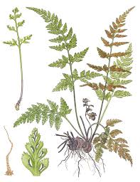 Image result for Asplenium gemmiferum