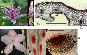 Image result for Xerophyta equisetoides