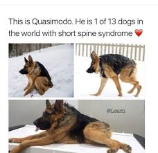 I Would You Animals Beautiful Cute Funny Animals Cute Animals