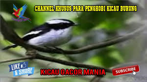 Maybe you would like to learn more about one of these? Download Masteran Decu Kembang Ngeplong Untuk Memancing Burung Kacer Decu Bakalan Agar Gacor Mp3 Mp4 3gp Flv Download Lagu Mp3 Gratis