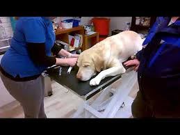 Maybe you would like to learn more about one of these? How Much Does It Cost To Euthanize A Dog A Comprehensive Guide Doggie Designer