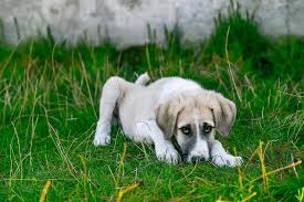 Pests such as mosquitoes are a menace to human health. Lawn Chemicals That Pose Dangers For Pets Wikilawn
