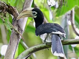 Oriental Pied Hornbill Juvenile Singapore Botanic Gardens Singapore Botanic Gardens Animals Botanical Gardens